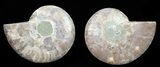 Polished Ammonite Pair - Agatized #56273-1